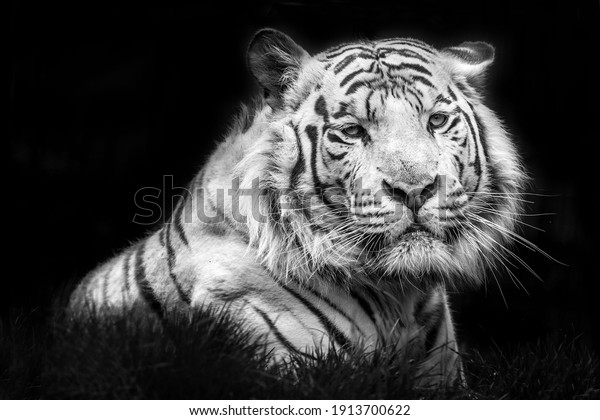 tiger nature angry\
portrait animal mammal