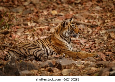 Tiger Nature Habitat Tiger Cub Resting Stock Photo 662430292 | Shutterstock