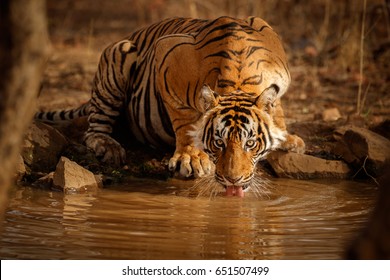 Tiger in der Natur Lebensraum. Tiger männliches Trinkwasser. Tierwelt mit gefährlichem Tier. Heisser Sommer in Rajasthan, Indien. Trockene Bäume mit schönem indianischem Tiger, Panthera tigris