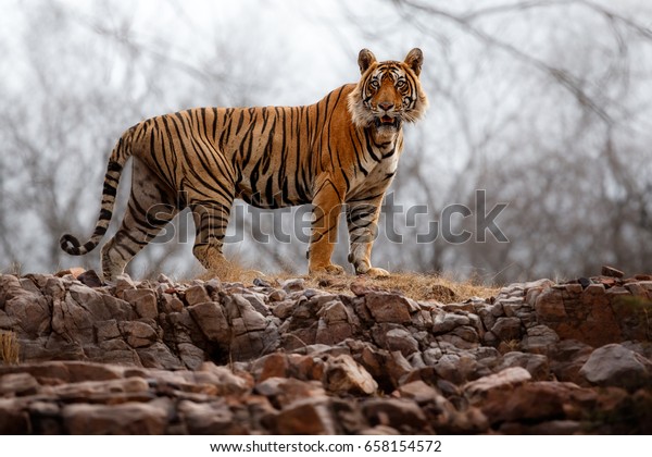 自然の生息地のトラ 岩の崖に立つ虎の男 野生生物と危険動物のシーン インドのラジャサンの暑い夏 美しいインドトラと乾いた木 パンテラ ティグリ の写真素材 今すぐ編集
