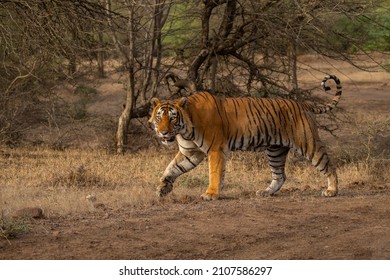 Tiger in der Natur Lebensraum. Tiger männlich laufen Kopf auf Komposition. Tierwelt mit gefährlichem Tier. Heisser Sommer in Rajasthan, Indien. Trockene Bäume mit schönem indianischem Tiger, Panthera tigris