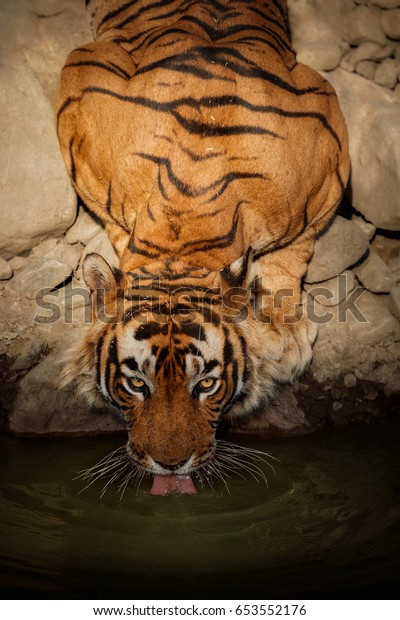 自然の生息地のトラ 水の中の虎の雄 野生生物と危険動物のシーン インドのラジャサンの暑い夏 美しいインドトラと乾いた木 パンテラ ティグリス の写真素材 今すぐ編集