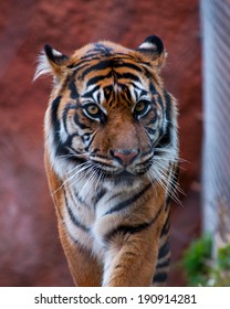 A Tiger At The Oklahoma City Zoo.