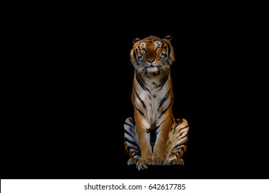 The Tiger On Black Background.