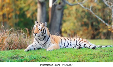 Tiger On Grass In Animal Kingdom In Orlando, Florida