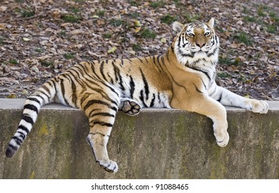 Tiger on a ledge
