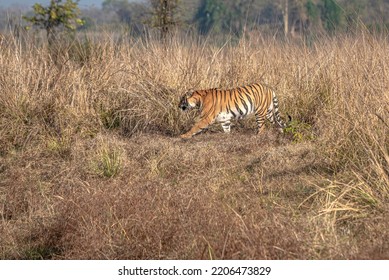 Tiger On The Move In The Grasslands Of Tadoba In Central India.