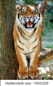 Tiger on a tree
