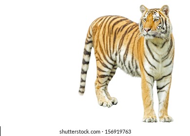 Tiger On The White Background.