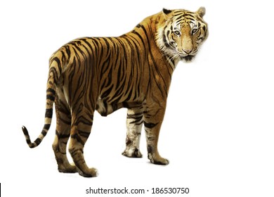 Tiger On White Background Stock Photo 186530750 | Shutterstock