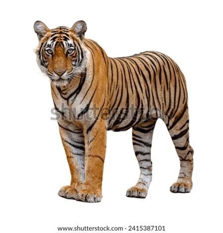 Tiger on a white background