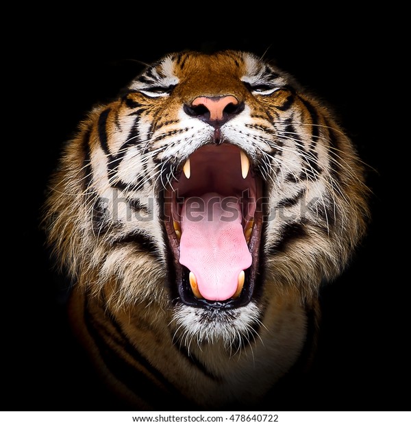 虎が口を開く の写真素材 今すぐ編集