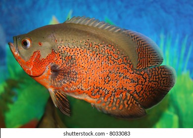 Tiger Oscar Fish