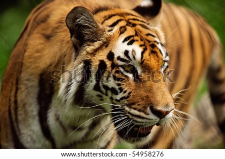 A tiger paces in its lair in horizontal