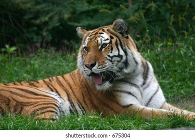Tiger (Panthera tigris) (captive)