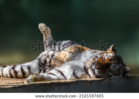 Tiger (Panthera tigris) with dark stripes on orange fur with a white underside peacefully sleeping. Close view with blurred green background. Wild animal, largest living cat species