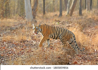 282 Tiger crossing road Images, Stock Photos & Vectors | Shutterstock