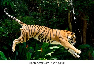 Tiger (Panthera Tigris) Performing A Jump.