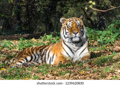 Tiger (Panthera tigris) in the zoo