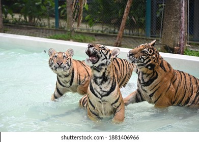 Tiger Park Pattaya Of Thailand