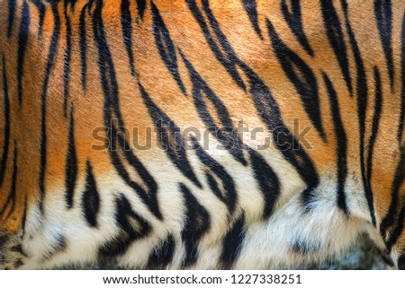 Tiger pattern / Beautiful real bengal tiger texture skin black orange stripe pattern for background