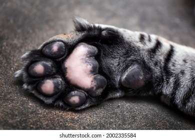 Tiger Paw Close-up. Big Cat Paws.