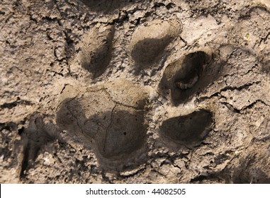 Tiger Paw Print