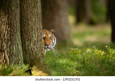 Tiger peeping from behind a tree. Dangerou animal in the forest. Siberian tiger, Panthera tigris altaica
