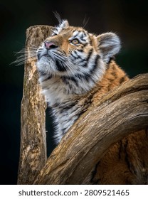 A tiger perched on a tree trunk