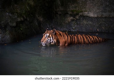 Tiger Playing In The Water