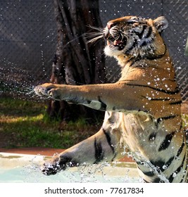 Tiger Playing Water Stock Photo 77617834 | Shutterstock