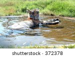 Tiger in a pond