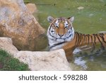 Tiger in a pond