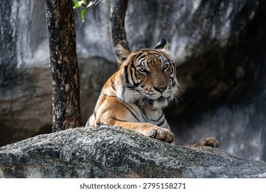 Tiger Portrait Looking at Camera