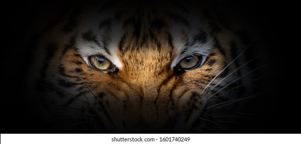 Tiger portrait on a black background. View from the darkness