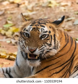 Tiger Portrait -snarling