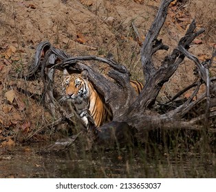 A Tiger Poses Under A Cut Sal Tree