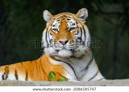 The Tiger posing for the camera