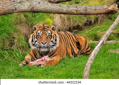 Tiger Posing With Its Kill, Naturally Framed Within Branches Of Trees