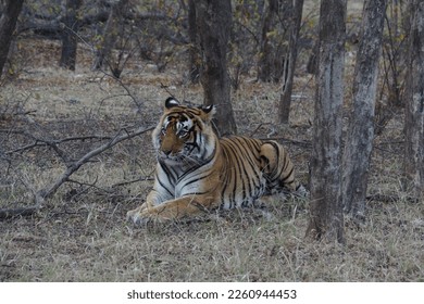 tiger posing for the shutterbugs