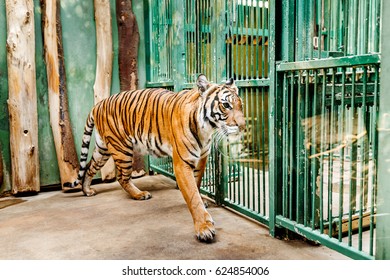 Tiger In A Prague Zoo Cage