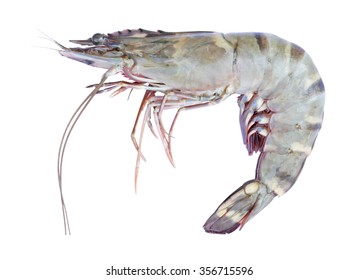 Tiger Prawn Isolated On White