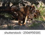 A tiger at the Pretoria zoo