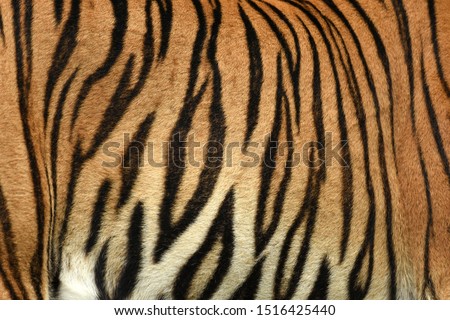 Tiger Print strip of skin pattern background 