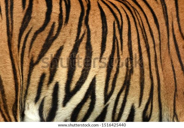 Tiger Print strip\
of skin pattern background\
