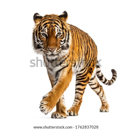 Tiger prowling and approaching, isolated