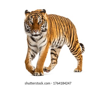 Tiger prowling, nähert sich der Kamera, isoliert