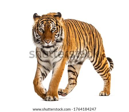 Tiger prowling, approaching and looking at the camera, isolated