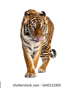 Tiger Prowling, Big Cat, Isolated On White