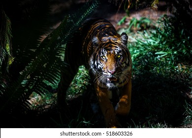 Tiger Prowling in the Shadows of Jungle